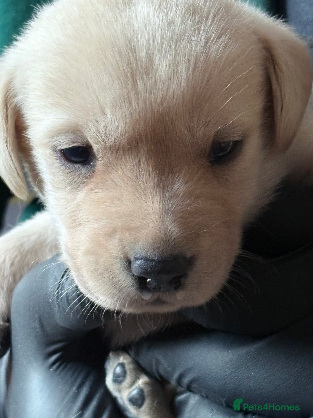 Labrador Retriever dogs for sale: Labrador pups - Image 4