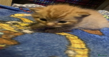 Mixed Breed cats - Advert 12