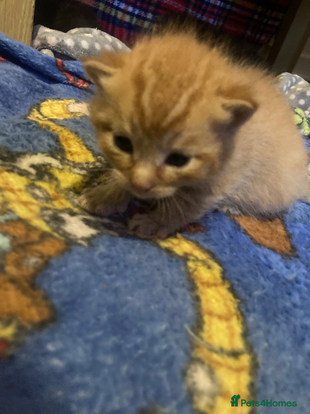 Mixed Breed cats for sale: 5 beautiful chunky kittens - Image 2