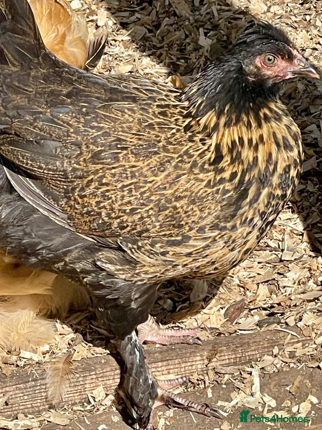 Mixed Breed poultry for sale:  2 Cockerels & 2 Pullets. Mixed Breed   in Brampton - Advert 2
