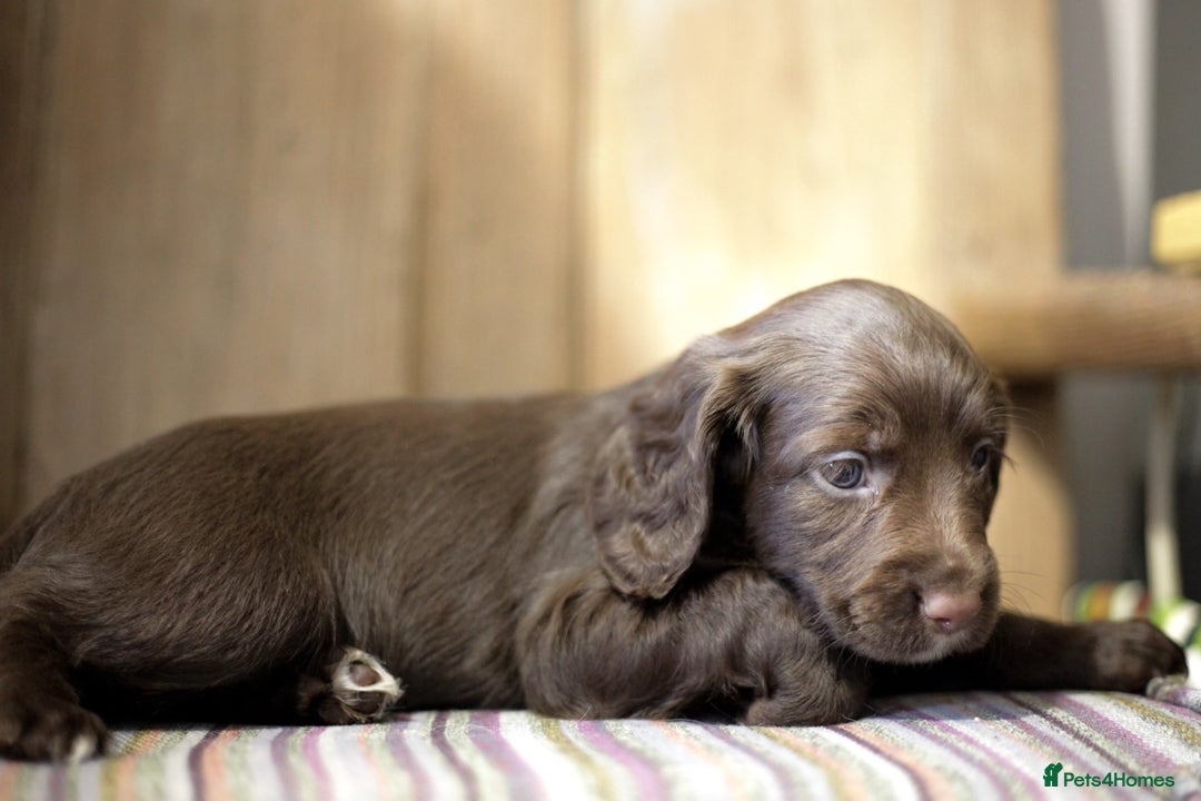 Cocker Spaniel dogs for sale: Working cocker spaniels  - Advert 5