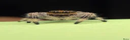 Spiders invertebrates for sale: Apalachicola Jumping spider x5  - Advert 8