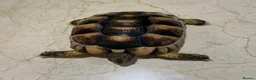 Tortoise reptiles for sale: Marginated Tortoise with full setup  - Advert 8