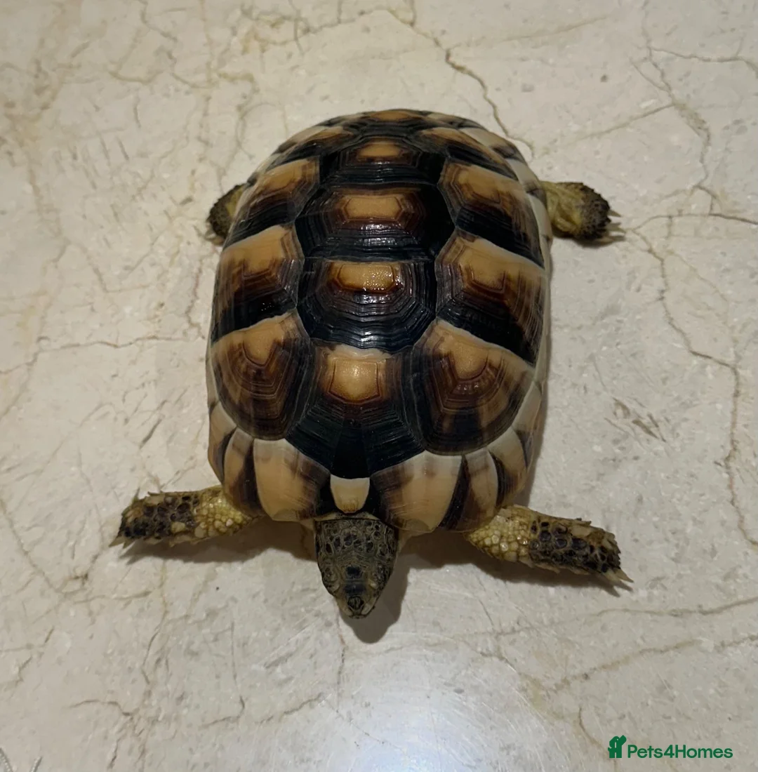Tortoise reptiles for sale: Marginated Tortoise with full setup  - Advert 8