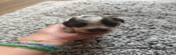 Cocker Spaniel dogs for sale: ❤️ Beautiful KC Show Cocker Spaniel Puppies ❤️ - Advert 7