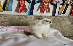 Ragdoll cats for sale: GCCF REGISTERED PEDIGREE RAGDOLL KITTENS - Image 22