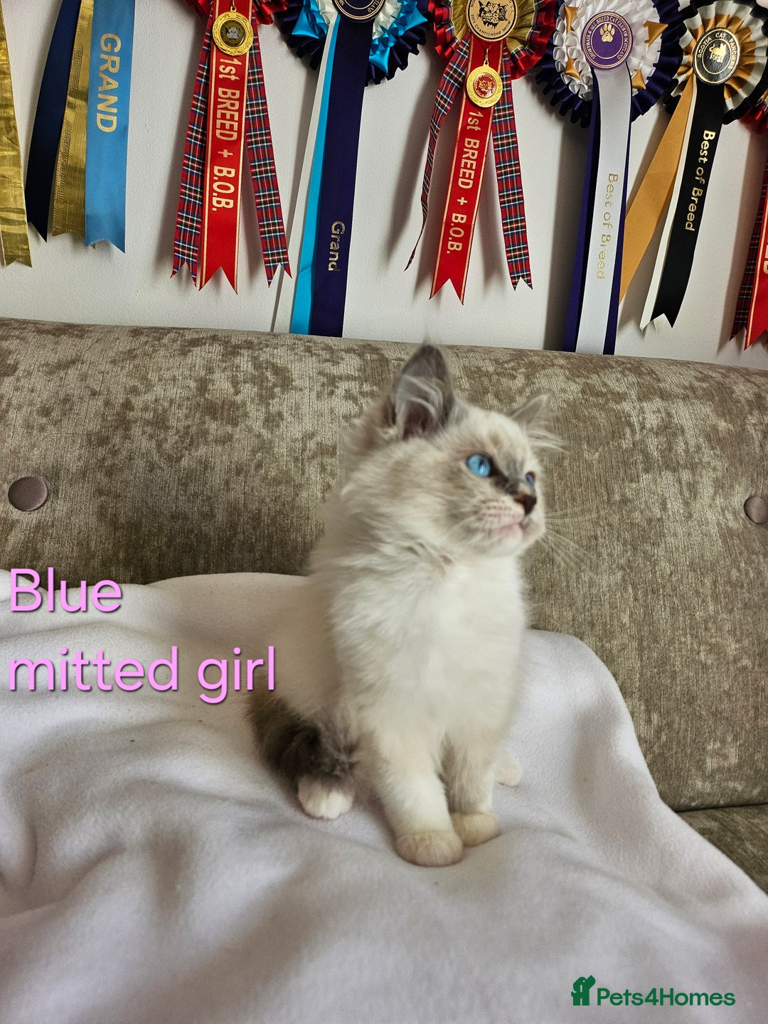 Ragdoll cats for sale: GCCF REGISTERED PEDIGREE RAGDOLL KITTENS - Image 22