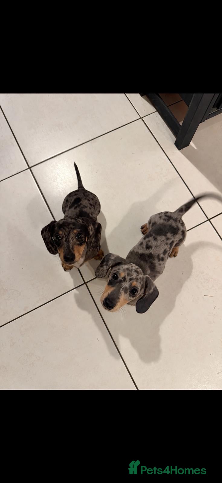 Miniature Dachshund dogs miniature dapple boys  - Advert 1