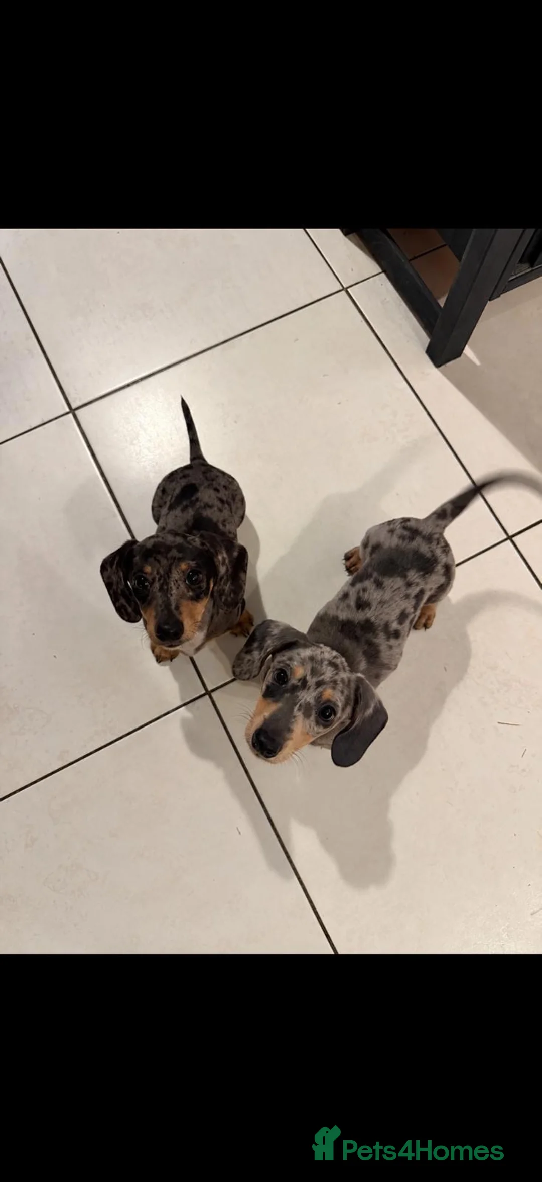 Miniature Dachshund dogs for sale: miniature dapple boys  - Advert 1