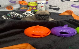 Pug dogs for sale: Pretty Female Pug Puppies x2 HEALTHY & HAPPY  - Image 15