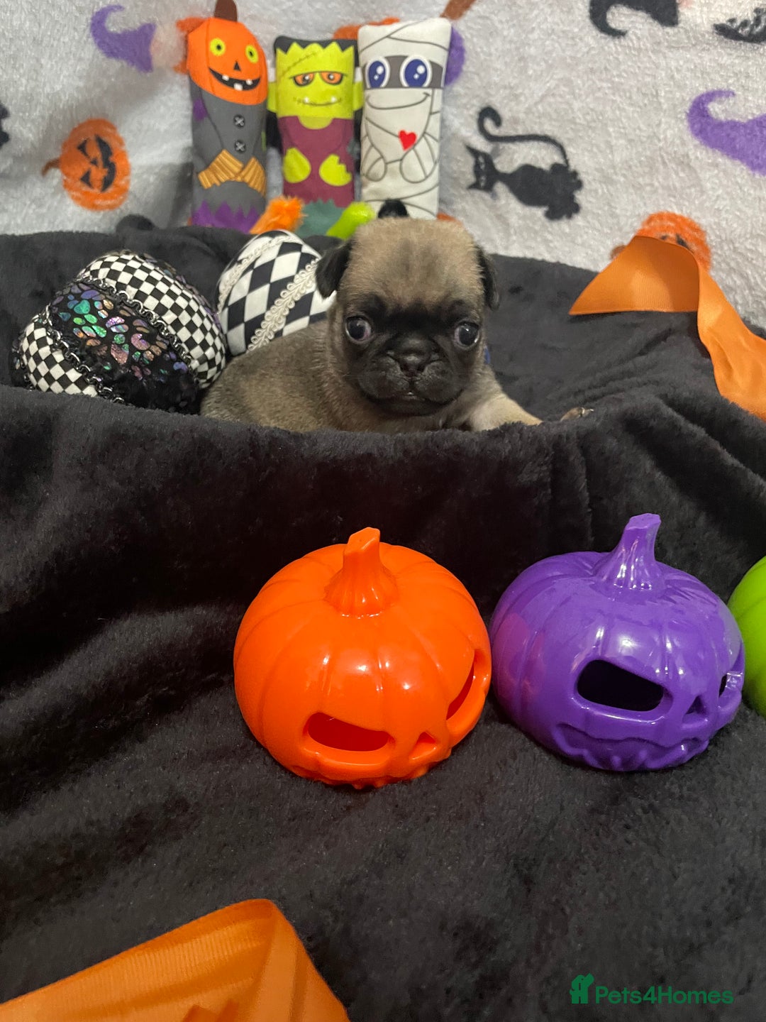 Pug dogs for sale: Pretty Female Pug Puppies x2 HEALTHY & HAPPY  - Image 15