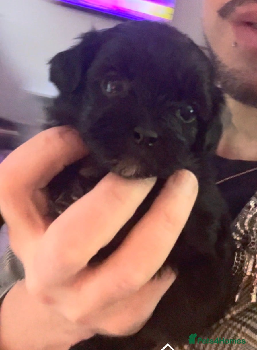 Shihpoo dogs Beautiful Toy Shihpoo girl  - Advert 1