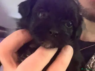 Shihpoo dogs Beautiful Toy Shihpoo girl - Advert 1