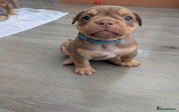 Olde English Bulldogge dogs for sale: READY NEXT WEEK! - OEB Puppies NEBBR ✅ 3rd Gen - Image 23