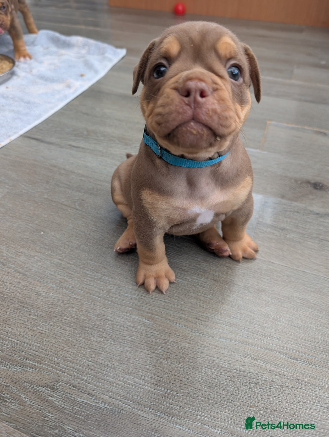 Olde English Bulldogge dogs for sale: READY NEXT WEEK! - OEB Puppies NEBBR ✅ 3rd Gen - Image 23