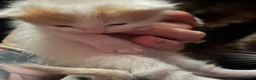 Mixed Breed cats for sale: Two male kittens for sale  - Advert 5