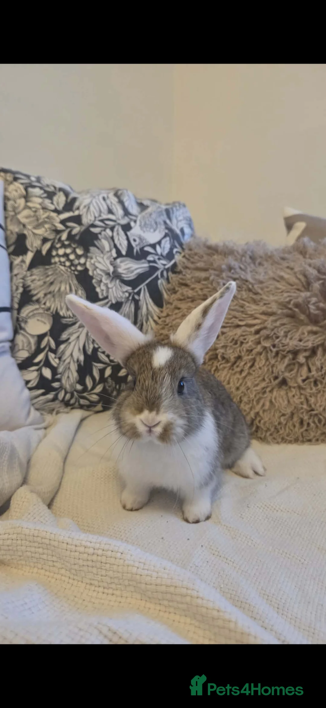 Mixed Breed rabbits for sale: ​Stunning French Lop x Lionhead Baby Rabbits in Doncaster - Advert 2