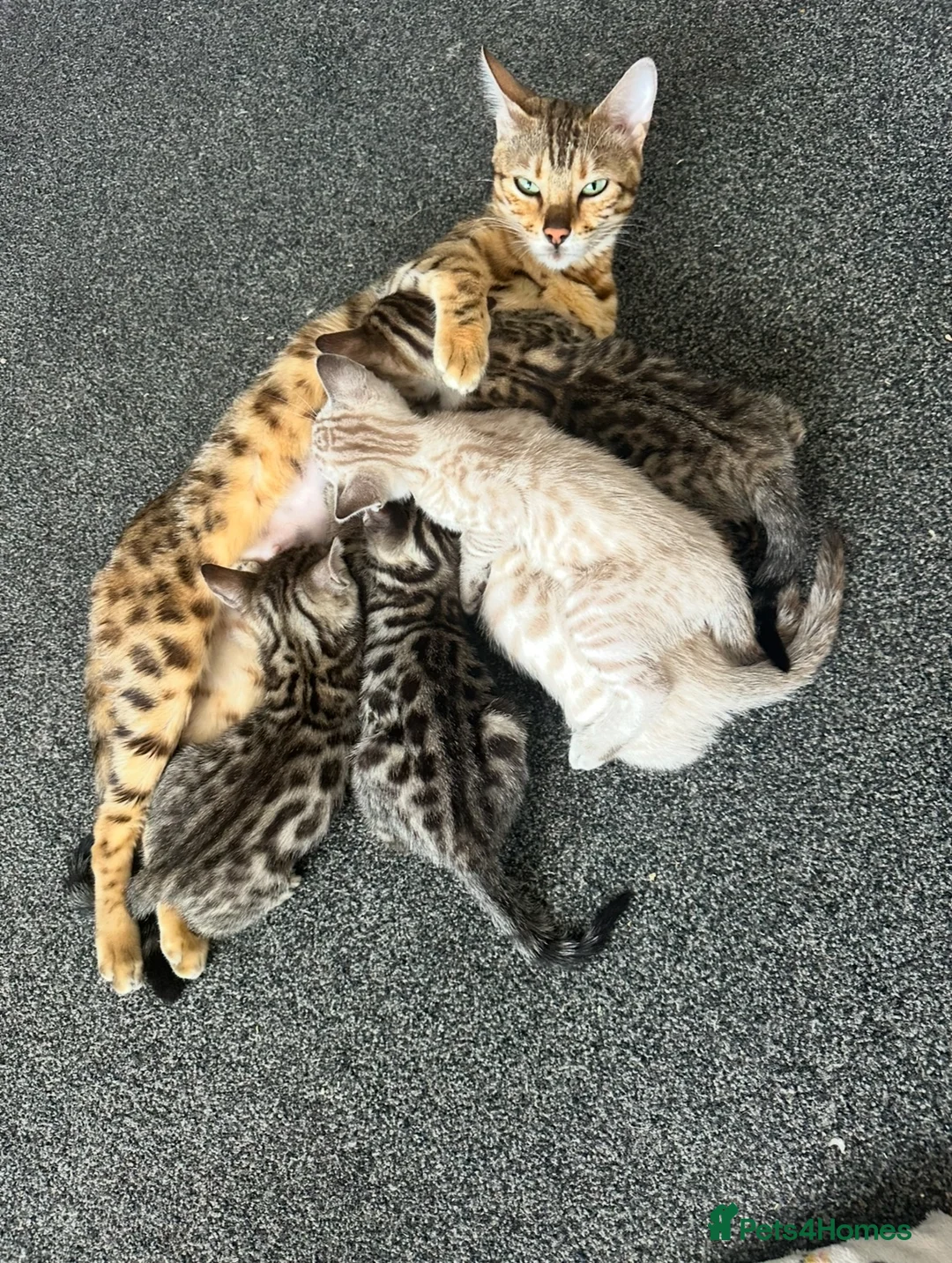 Bengal cats for sale: 2 Beautiful Male Bengal Cross Ragdoll Kittens  - Advert 12