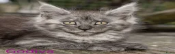 Maine Coon cats for sale: Polydactyl Maine Coon kittens are available  - Advert 17