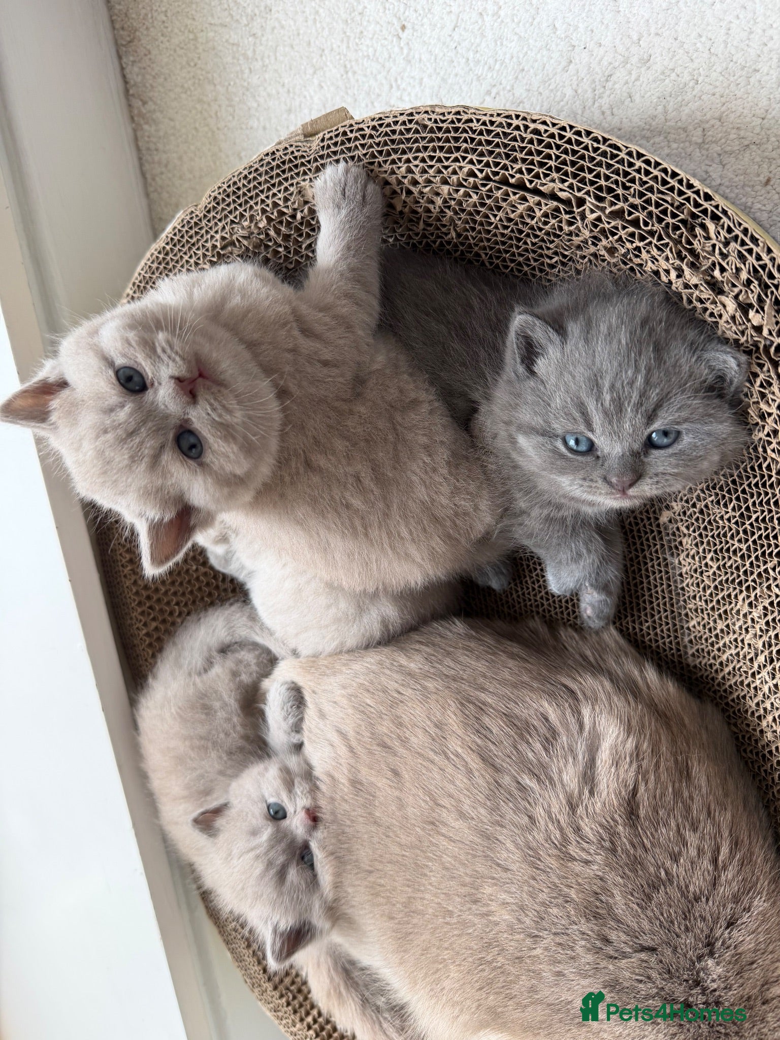 British Shorthair cats Beautiful British Shorthair blue&lilac Kittens - Advert 1