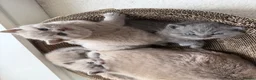 British Shorthair cats for sale: Beautiful British Shorthair blue&lilac Kittens - Advert 1