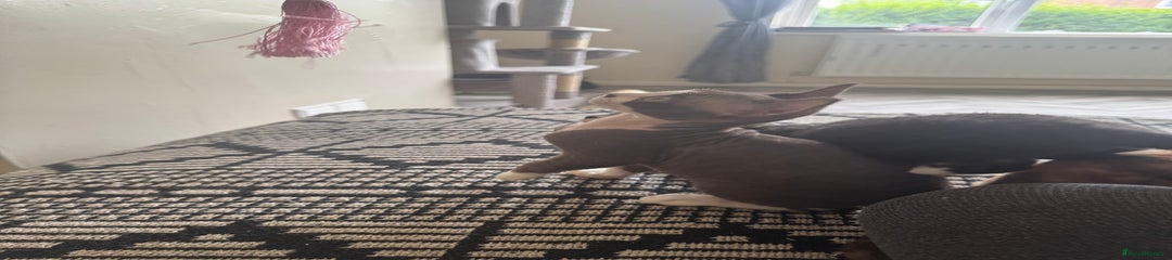 Aytek