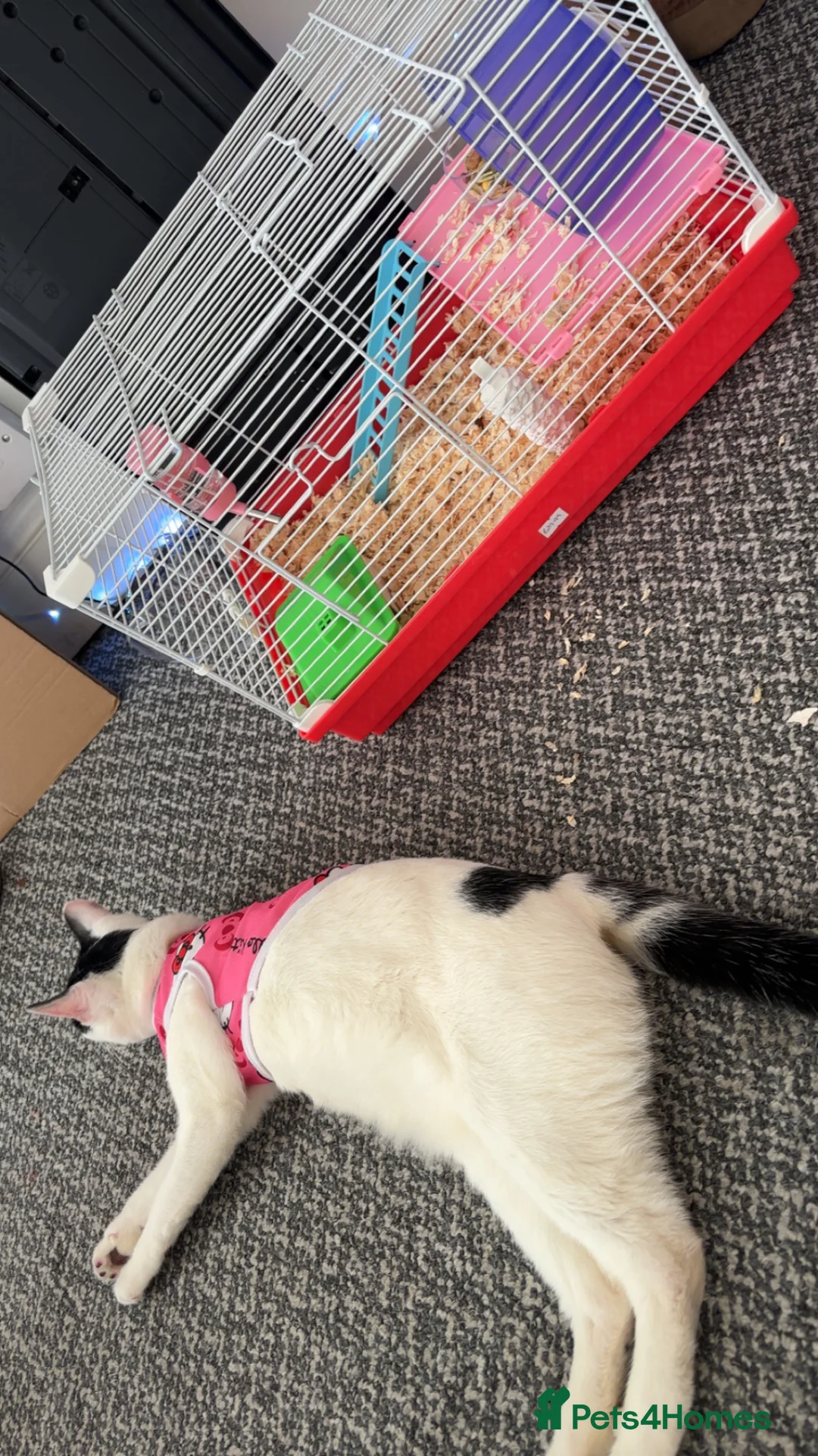 Hamster rodents for sale: Syrian Hamster in Abertillery - Advert 3