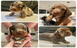 Miniature Dachshund dogs for sale: Stunning Kc Reg Long Hair Mini Dachshund puppies  - Image 1