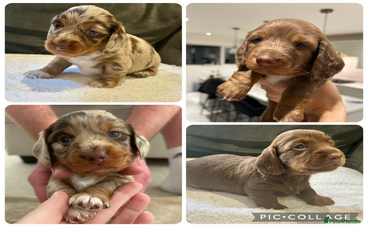Miniature Dachshund dogs - Advert 4