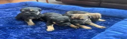 Border Terrier dogs for sale: Beautiful border terrier puppies  - Advert 3