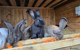 Continental Giant rabbits for sale: Continental giants  - Image 2