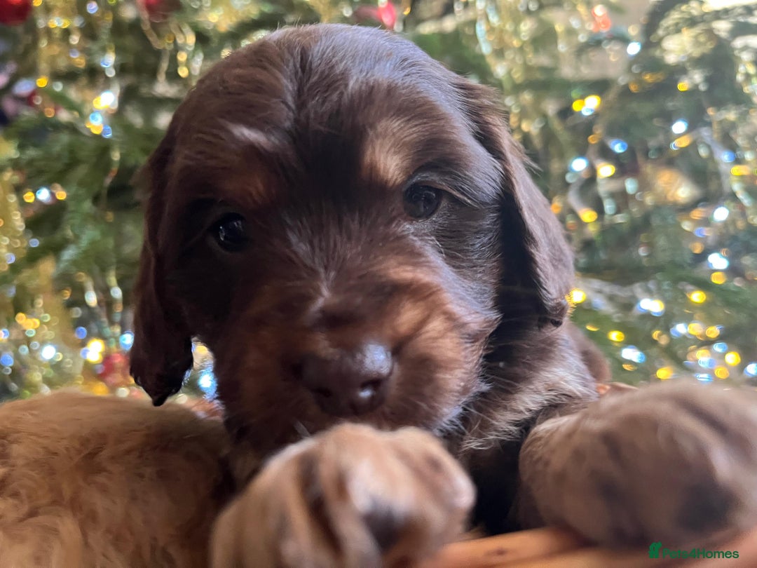 Cockapoo dogs for sale: Beautiful cockapoo puppies - Advert 39
