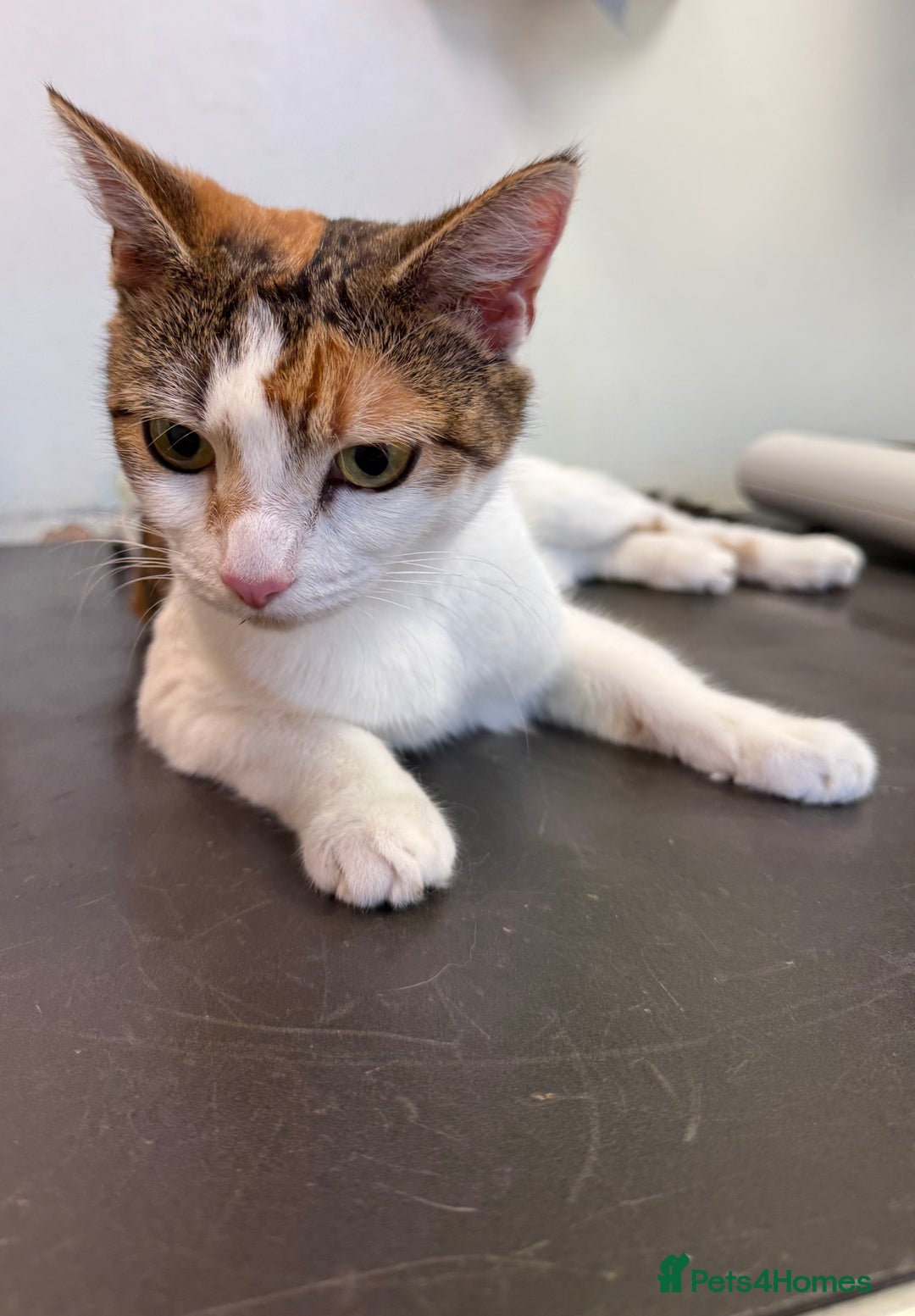 American Wirehair cats for sale: Female American wirehair Calico  - Image 4