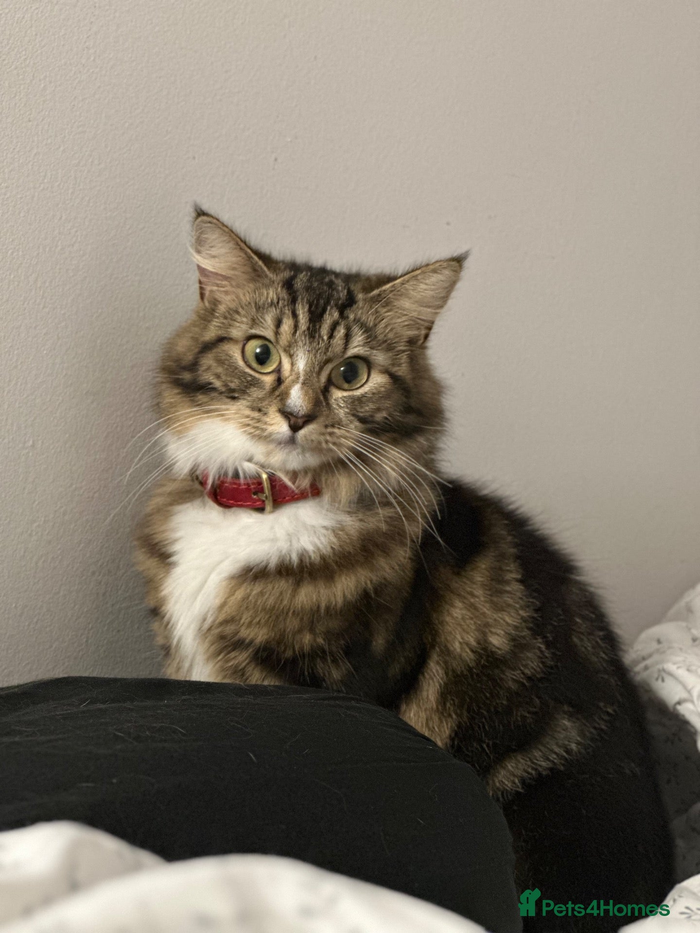 Norwegian Forest Cat cats Norwegian Forest Cat Mix Kittens - Advert 1