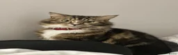 Norwegian Forest Cat cats for sale: Norwegian Forest Cat Mix Kittens in London - Advert 1