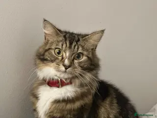 Norwegian Forest Cat cats Norwegian Forest Cat Mix Kittens - Advert 1
