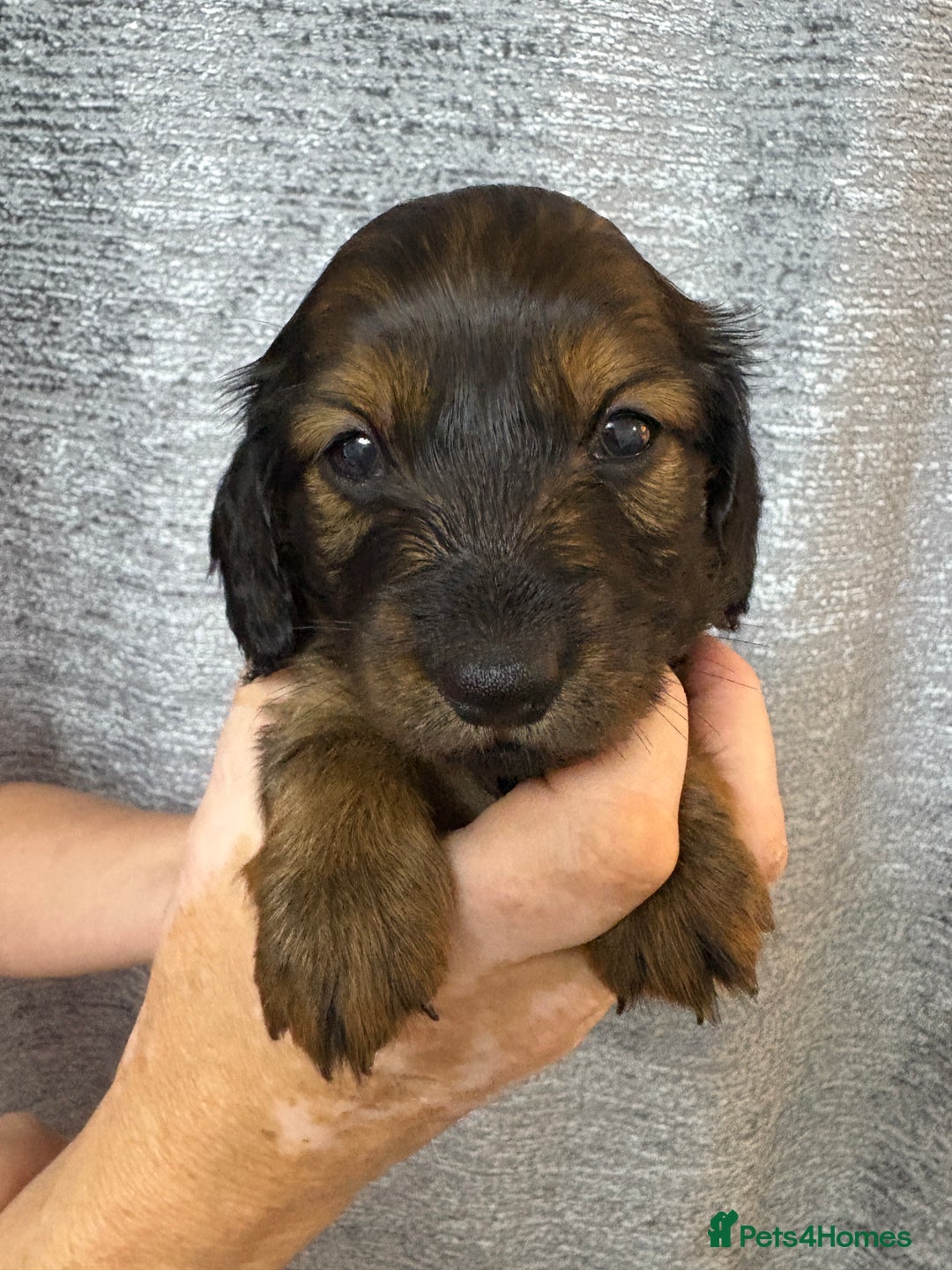 Miniature Dachshund dogs for sale: Amazing Champ Bloodlines Mini Dachshunds ✨ - Image 21