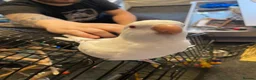 Parrots birds for sale: X2 quaker parrots monk parakeets  - Advert 5