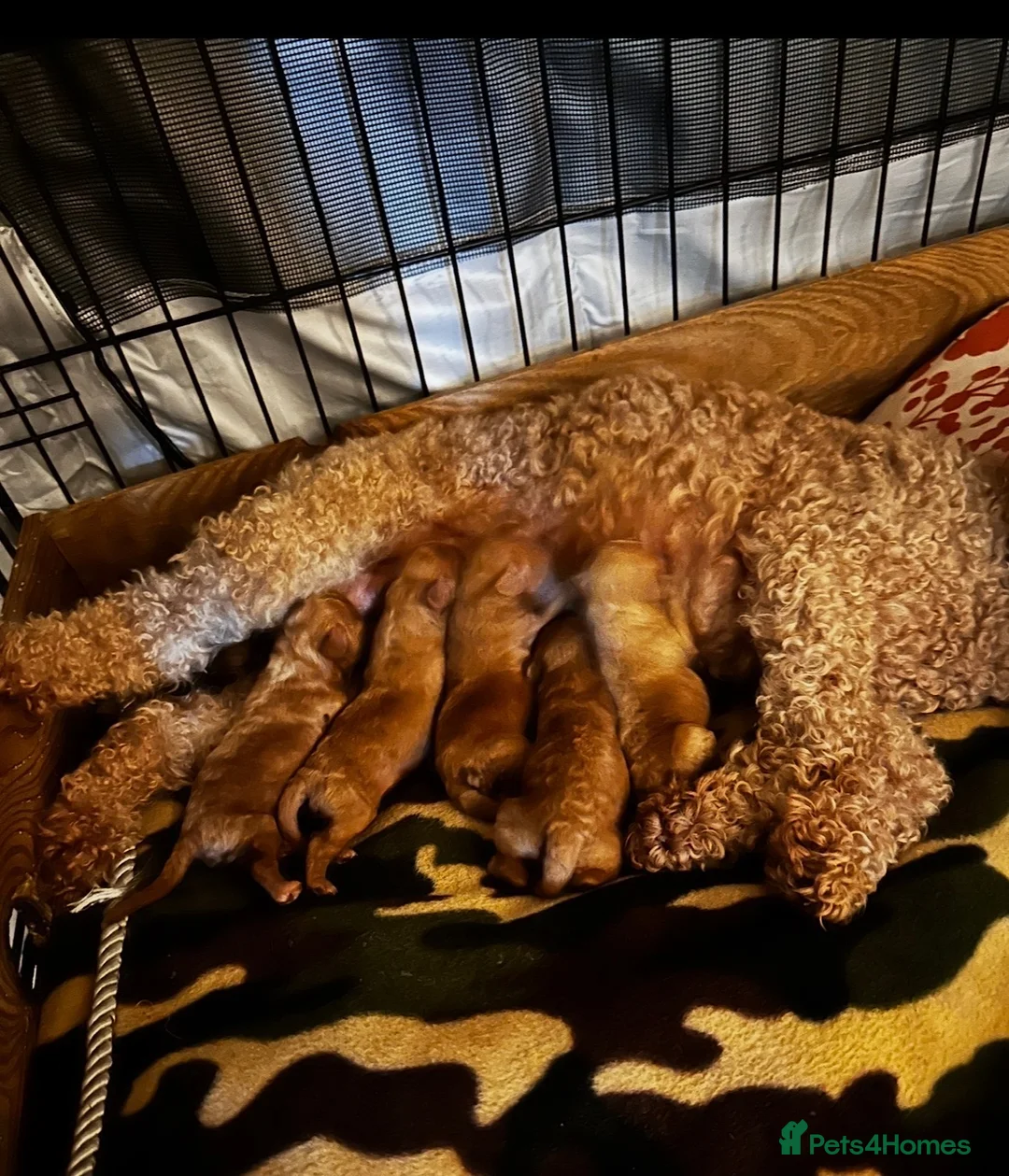 Miniature Poodle dogs for sale: ONE GORGEOUS LOVING APRICOT MINIATURE POODLE BOY - Advert 8