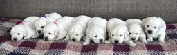 Golden Retriever dogs for sale: Fully health tested kc registered litter - Advert 2