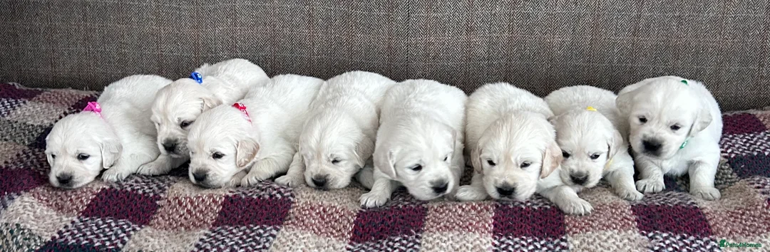 Golden Retriever dogs for sale: Fully health tested kc registered litter - Advert 2