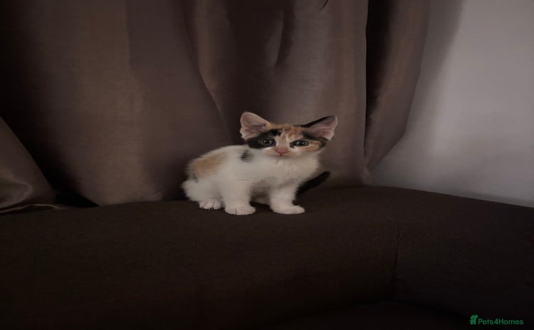 Mixed Breed cats - Advert 1
