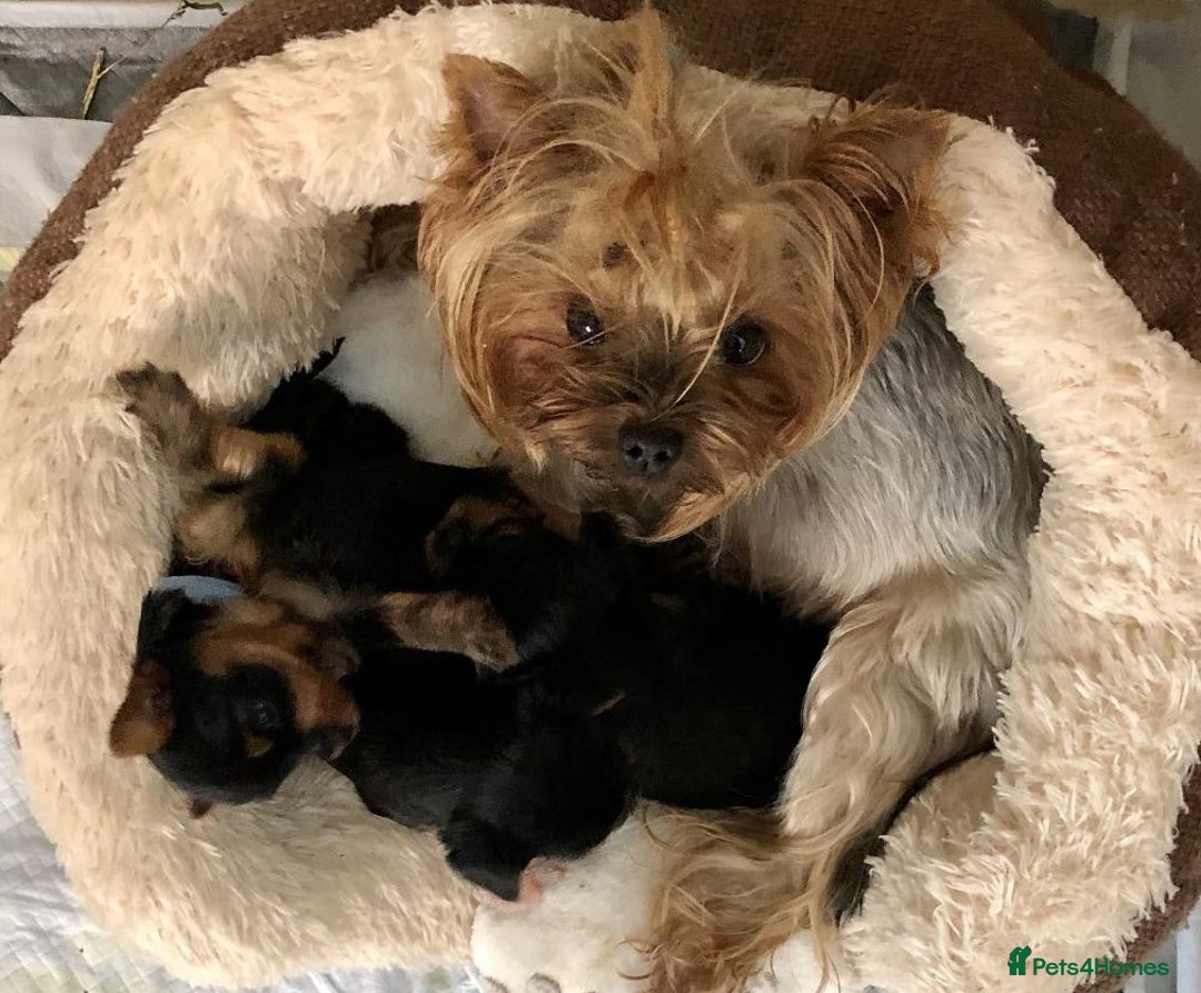Yorkshire Terrier dogs for sale: Girl, Show quality, KC reg 18 champions bloodline - Advert 8