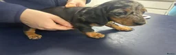 Miniature Dachshund dogs for sale: 1 left black and tan girl ready now - Advert 31