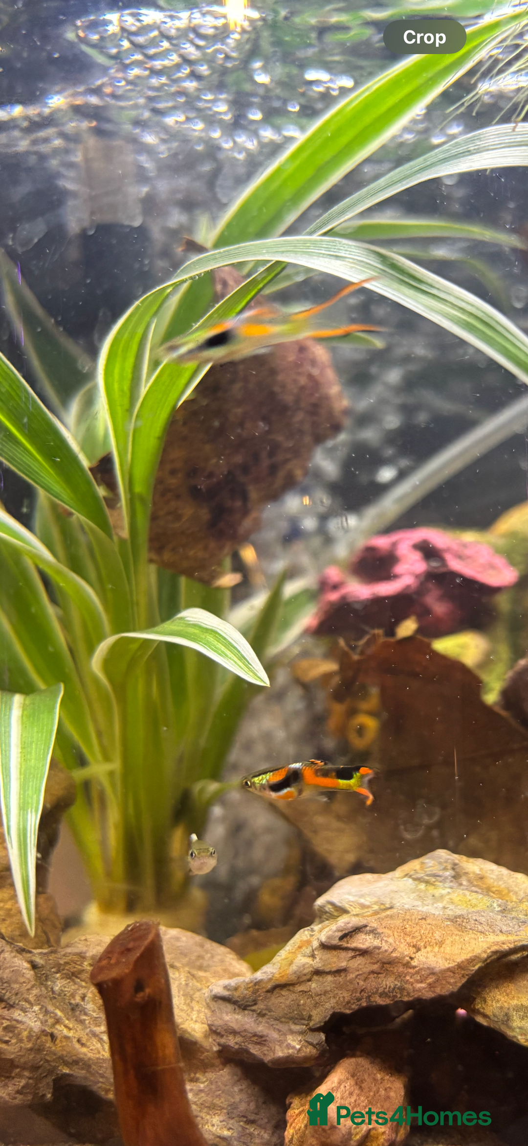 Other/Mixed Breed fish for sale: 5 beautiful male endlers guppies - Image 2
