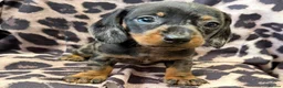 Miniature Dachshund dogs for sale: Miniature Dachsund puppies 3 boys 1 girl  - Advert 18