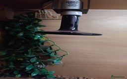 Bearded Dragon reptiles for sale: Bearded dragon and vivarium  - Image 5