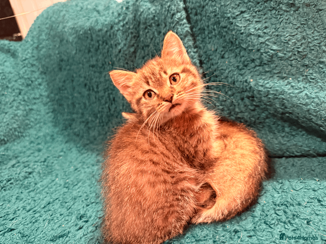 Mixed Breed cats for sale: 2 left - 4wks free insurance -himalayan x bengal - Image 23