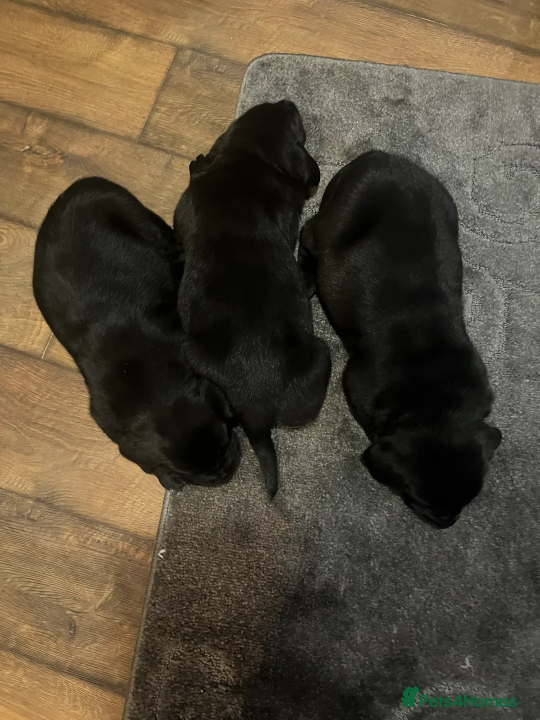 Labrador Retriever dogs for sale: Beautiful Labrador puppy’s  - Advert 14