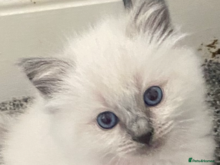 Ragdoll cats Adorable Mistletoe back up for sale ! - Advert 10